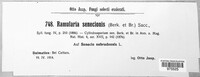 Ramularia senecionis image
